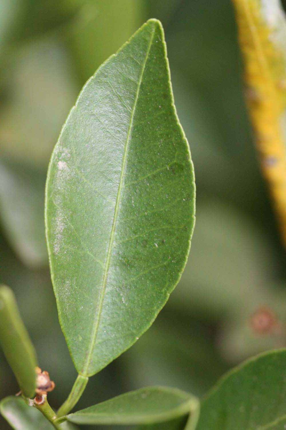              Unifoliolate leaf (Riverside, CA)       